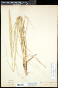 Ammophila breviligulata image