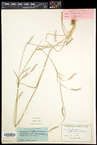 Schizachyrium scoparium var. scoparium image