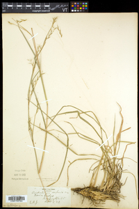 Schizachyrium scoparium var. scoparium image