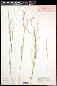 Schizachyrium scoparium var. scoparium image