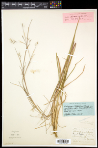 Schizachyrium scoparium var. scoparium image