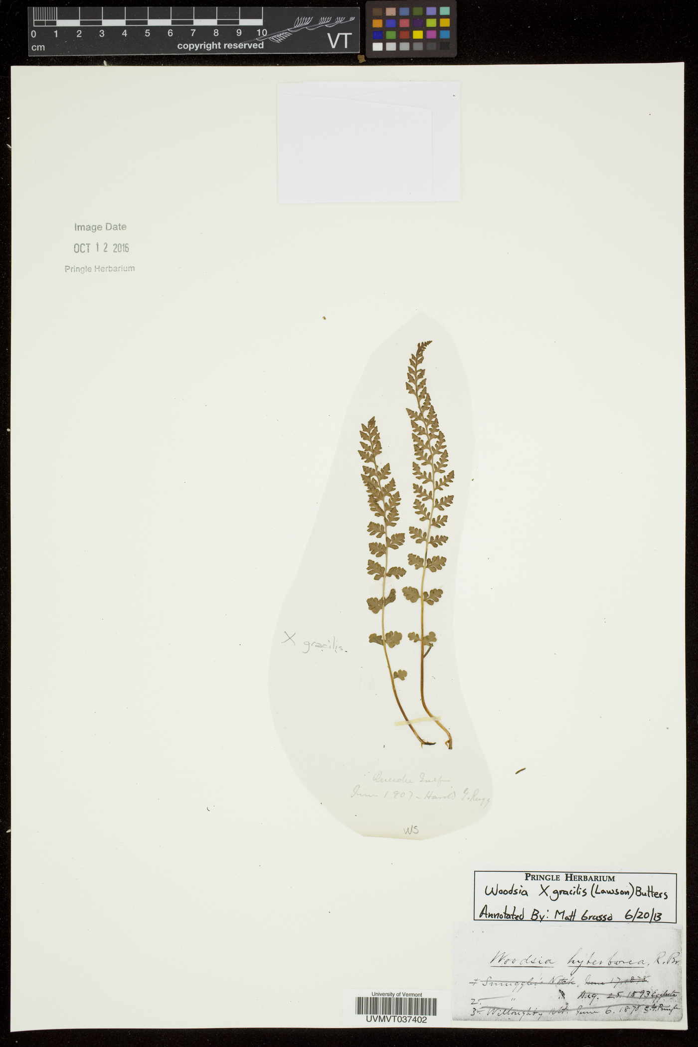 Woodsia gracilis image