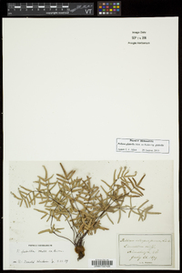 Pellaea glabella subsp. glabella image