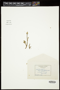 Botrychium simplex image