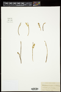 Botrychium simplex image