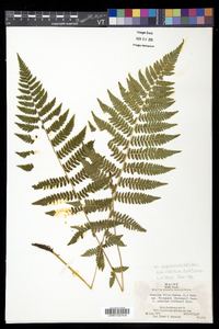 Athyrium filix-femina subsp. angustum image