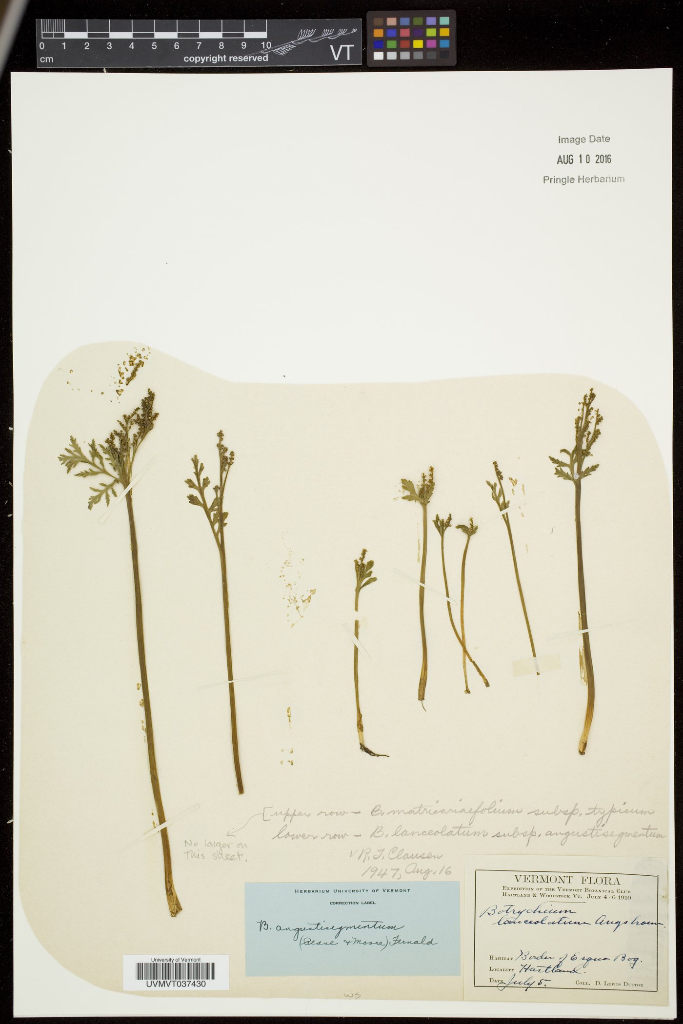 Botrychium angustisegmentum image