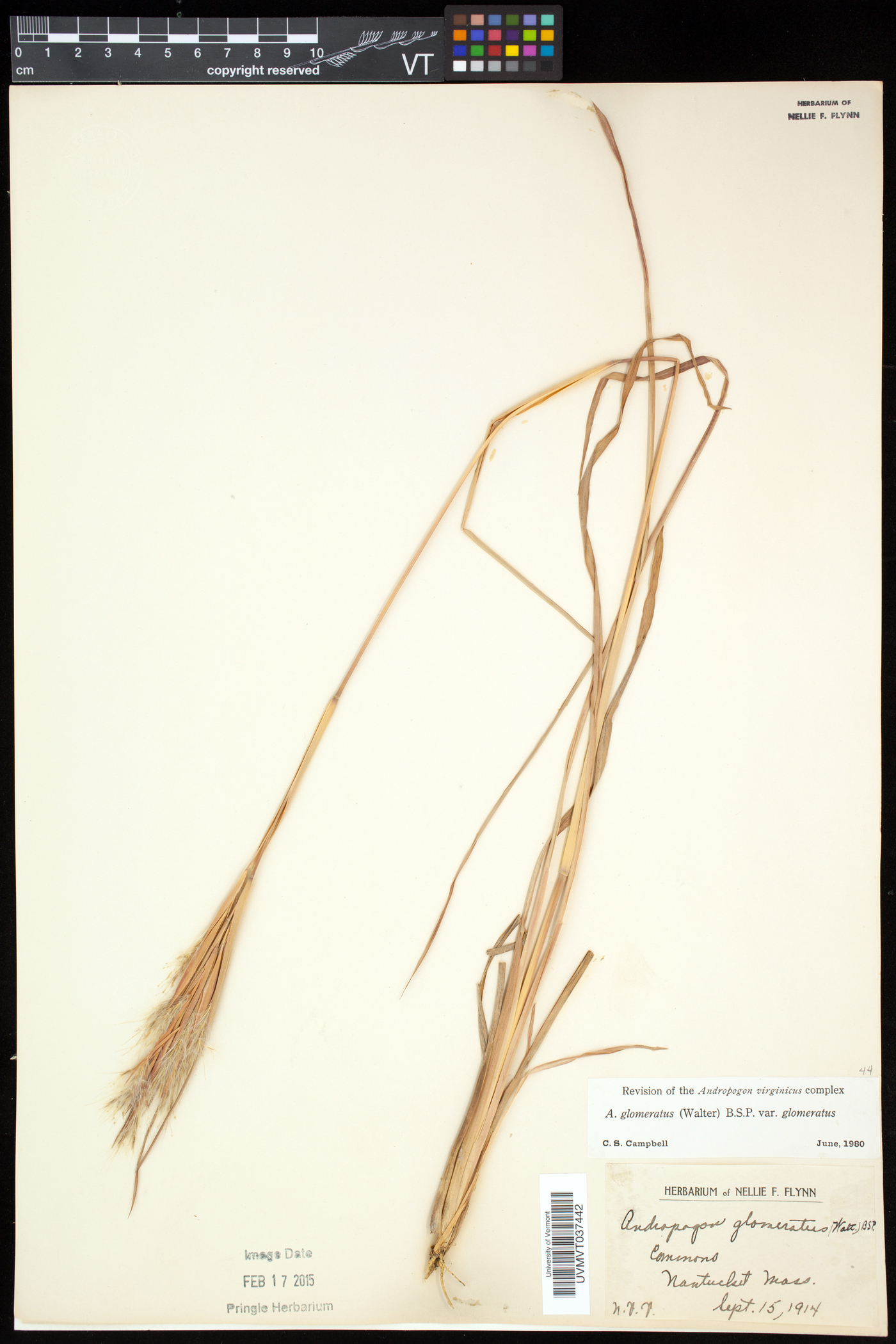 Andropogon glomeratus (Walter) Britton, Sterns & Poggenb. var. glomeratus image