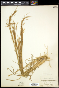 Schizachyrium scoparium var. scoparium image