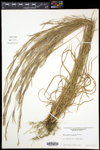 Schizachyrium scoparium var. scoparium image