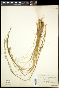 Schizachyrium scoparium var. scoparium image