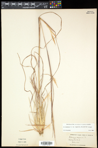 Andropogon virginicus var. virginicus image