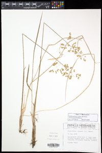 Anthoxanthum hirtum image