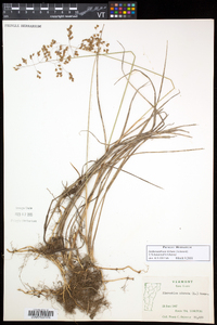 Anthoxanthum hirtum image