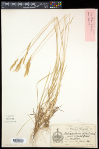 Anthoxanthum odoratum image