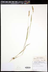 Anthoxanthum odoratum image