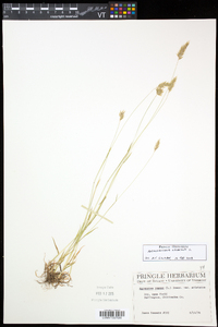 Anthoxanthum odoratum image