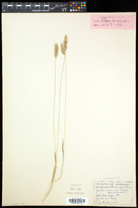 Anthoxanthum odoratum image