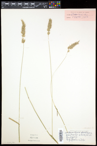 Anthoxanthum odoratum image