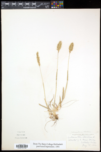 Anthoxanthum odoratum image
