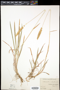Anthoxanthum odoratum image