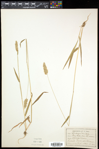 Anthoxanthum odoratum image