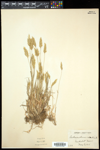 Anthoxanthum odoratum image