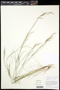 Aristida basiramea image