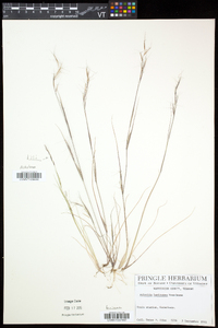 Aristida basiramea image