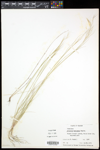 Aristida basiramea image