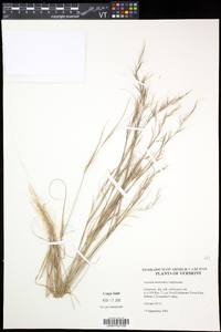 Aristida basiramea image