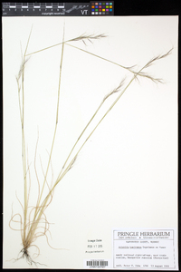 Aristida basiramea image