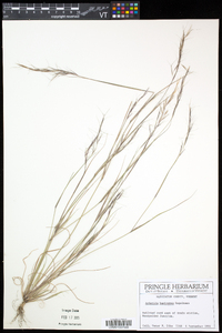 Aristida basiramea image