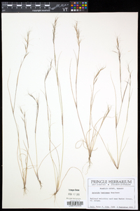 Aristida basiramea image