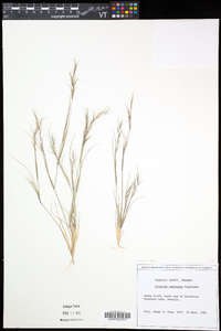 Aristida basiramea image