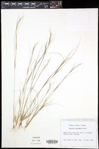 Aristida basiramea image