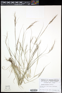 Aristida basiramea image