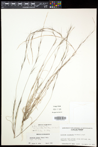 Aristida longespica image