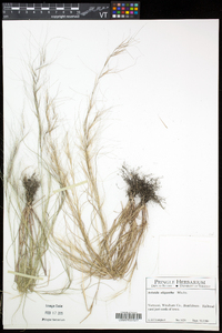 Aristida oligantha image