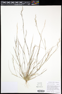 Aristida dichotoma image