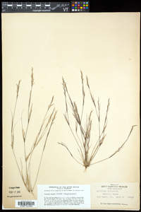 Aristida dichotoma image