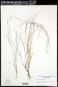 Aristida oligantha image