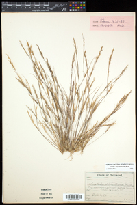 Aristida dichotoma image