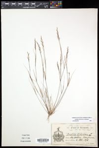 Aristida dichotoma image