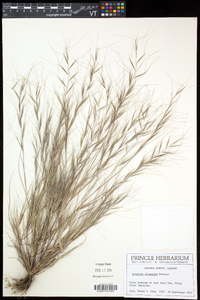 Aristida oligantha image