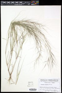 Aristida oligantha image