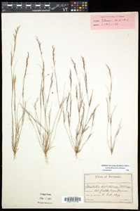 Aristida dichotoma image