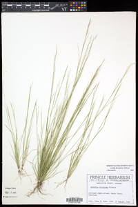 Aristida dichotoma image