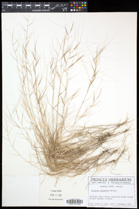 Aristida oligantha image