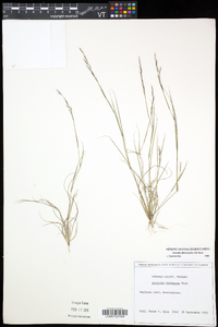 Aristida dichotoma image